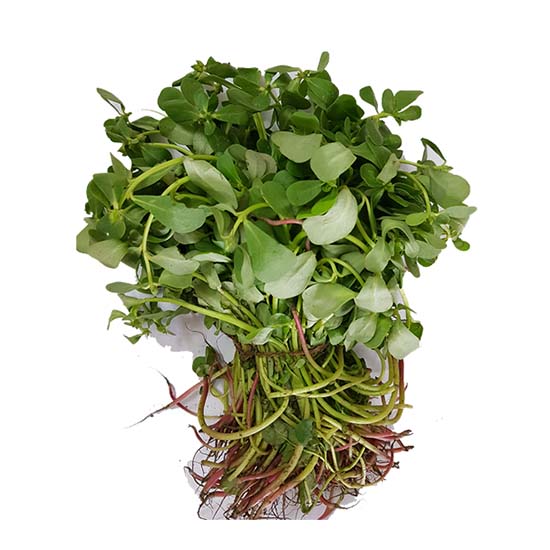 https://admin.green2grocery.com/upload/images/0562-2021-01-08.jpg