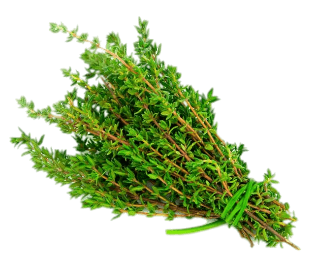 தைம் Thyme