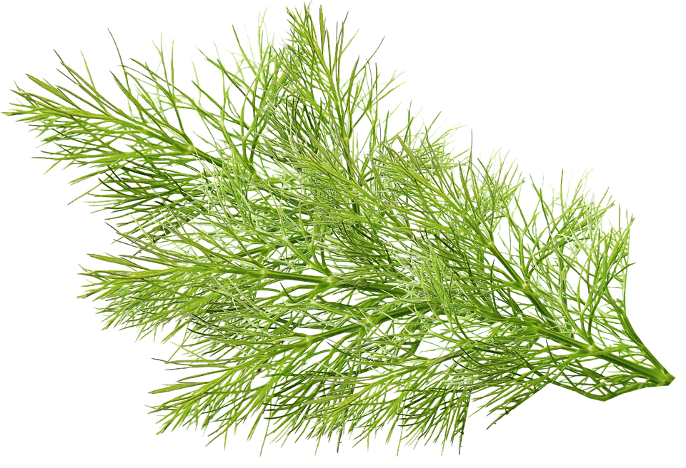 https://admin.green2grocery.com/upload/images/4248-2021-03-17.png