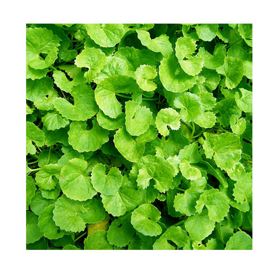 https://admin.green2grocery.com/upload/images/9402-2021-01-08.jpg